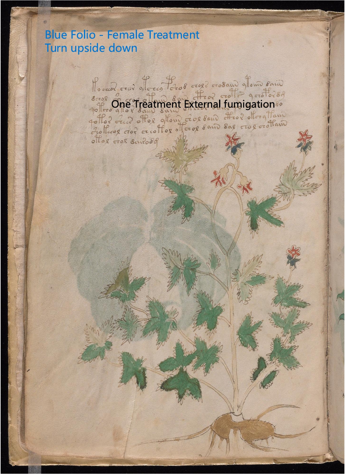 Secondary labelled diagram of Folio 5v